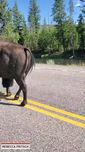 7.8M views · 10K reactions | This bison made the yellow stripes its lane in Yellowstone National Park. | The National Desk - TND | Facebook