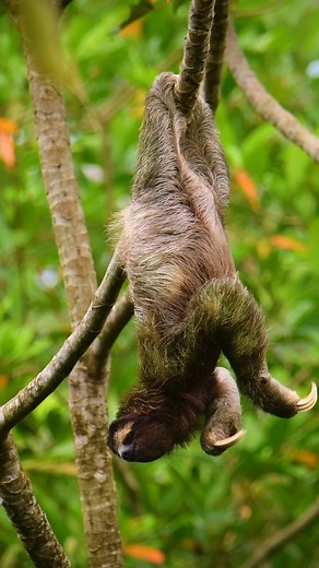 An itchy brown-throated sloth 🦥 #Sloths #SundayMood #HangingOut #SlothSunday #POTD #Lazy | Animal Planet