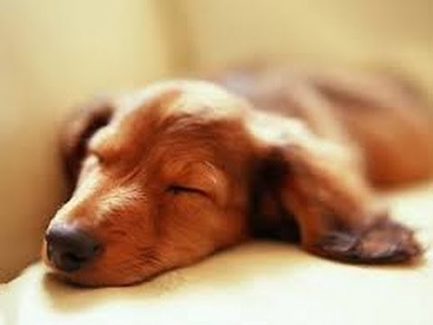Musica Rilassante per Animali Musica per far dormire i Cani, Musica che calma i nostri amici pelosi