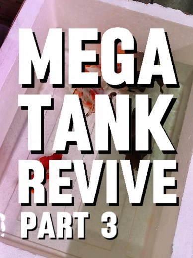 INI DIA!! KEBANGKITAN JAVA GOLDFISH PART 3 🐠✨ Hari ini tim Java udah mulai pasang decking dan naikin RDF ke atas! Jujur ya, gue agak ngeri liat barang segede itu diangkat, tapi tenang... Tim Java udah pro banget urusan beginian 💪 Mungkin kalian ada yang mikir, “Bang, kenapa goldfish pake RDF sih?” atau bahkan