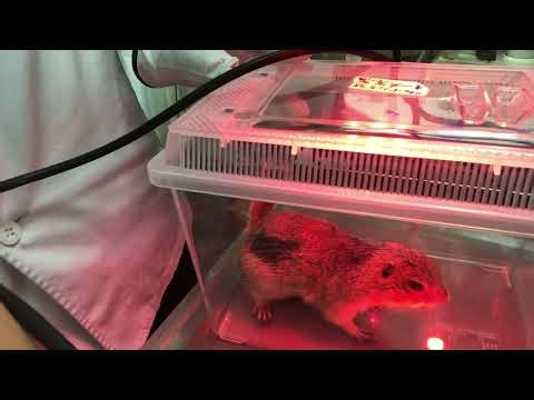 ⑤リチャードソンジリスのキー太ちゃんの治療