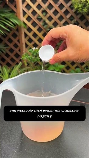 Grow HUGE Camellia Flowers Fast 🌸 | Secret Sugar + Vinegar Hack!