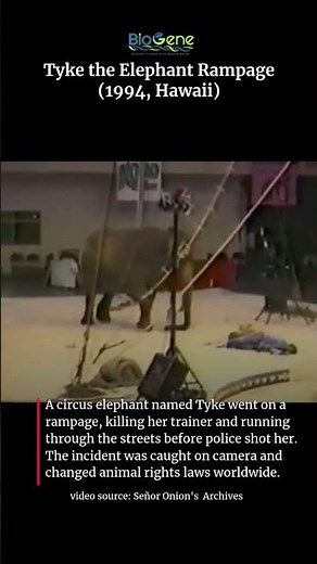 The Day Tyke the Elephant Snapped – A Circus Horror Story #trending #circus #elephant #facts