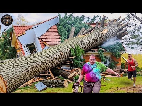 Idiots With Chainsaws: Tree Cutting Fails | Extreme Dangerous Logging Truck Fails #8