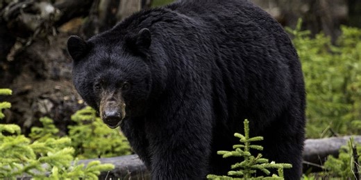 How do park officials log bears in the Great Smoky Mountains?