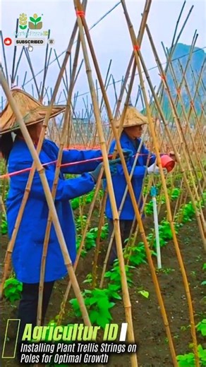 Installing Plant Trellis Strings on Poles for Optimal Growth #agriculture