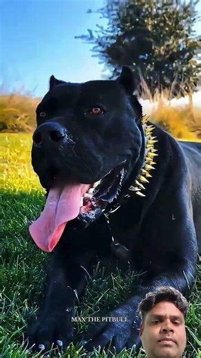 #pitbull #animals #pets #jimcorbettwildlifeandnatureview #kangal #lifeisbutadream #facts