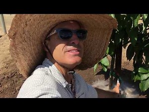 Mound Planting Avocado Trees for Improved Aeration and Drainage.