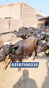 693K views · 10K reactions | Nili Ravi Katti-Katta Farming Business in Pakistan | Farming Business TV | Facebook