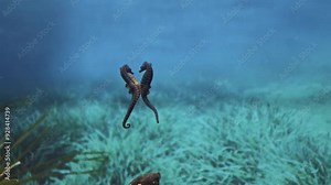 Two green seahorses dancing together swimming in blue water column in sunlight in oceanarium aquarium, Slow motion, Follow shot. Underwater marine exotic fauna nature, wild environment. Amazing beauty