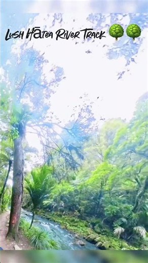 Whangārei’s Hidden Green Paradise ✨ Hātea River Walk #shorts