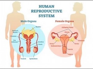 The Human Reproductive System: A Detailed Explanation | Learningpad | Human Biology