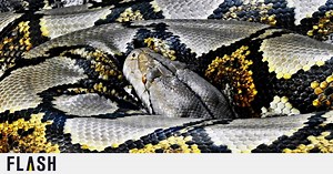 Η φοβερή στιγμή που πύθωνας καταβροχθίζει ελάφι - Άναυδοι οι επιστήμονες | Flash