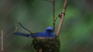 Male individual seen on the nest flies away exposing the nestling the female arrives to eat the fecal sac, bit yucky to watch to be honest, Black-naped Blue Flycatcher, Hypothymis azurea, Thailand