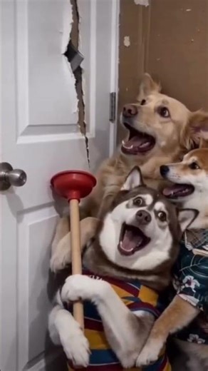 Cat Breaks Door With Axe 😱 | Scared Dog Reaction | Funny AI Dog Video