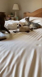 The Funniest Kitten Crab Walk You'll See Today😁#funnycats #kitten #crabwalk #cat #funnypets