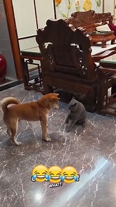 14K views · 305 reactions | funny cats and dog mashup wait till the end part 2 藍藍藍 . . . . . . . . . . . . . . #FunnyCats #CatComedy #PurrfectlyHilarious #FelineFunnies #CatLoversUnite | Cats World | Facebook