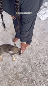 710K views · 27K reactions | Sunday clean up ft. The newest member of the family Cocoa Chanel  #cleanhome #organizedhome #organization #momsofinstagram #blackmomsofinstagram #sahm #asmr #cleaningtips #cleaningmotivation #deepclean #speedclean #kitchenclean #organized #satisfyingclean #scrubdaddy | Operation Niki Official | Facebook