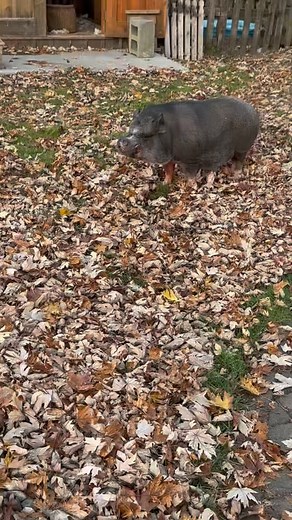 😂😂 voici Arthur 🥓 🐷#pool #closingpool #piscinemc #funnypool | Entretien de piscine MC
