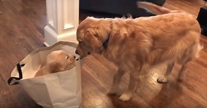 Golden Retriever Encounters New Baby Sister And Has Precious Reaction