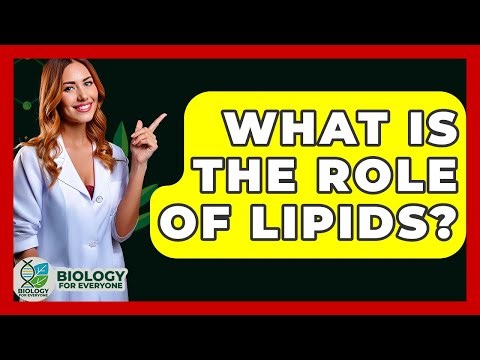 What Is The Role Of Lipids? - Biology For Everyone