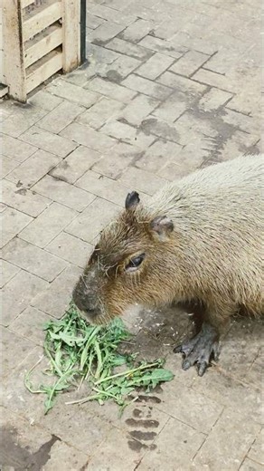 Bonnie the Capybara's First Dandelions of the Year! 💕