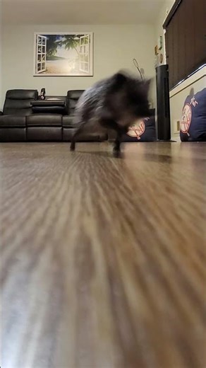 Hedgehog running sounds like a helicopter 🤣 (🎥: ViralHog)
