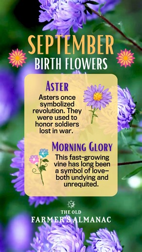 Happy birthday, September babies! 🌸 Asters and morning glories bring vibrancy to the garden as summer fades and fall arrives. In ancient Greek and Roman cultures, the burning of aster leaves was believed to scare away snakes and ward off evil spirits. Worth a shot! Almanac.com/September-Flower | The Old Farmers Almanac