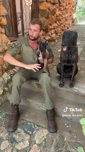 Training a Malinois Puppy to Be a Ranger Dog