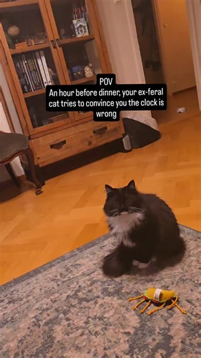 Doom and Gloom, the ex-feral tuxies on Instagram: "He just had a snack 😆 Doom is a bit on the chunkier side (keeping an eye on him but he's also super fluffy and very active so I don't think we have an issue yet) but it does mean that we do try to stick to their feeding times (and not oversnack him!) Gloom is sleeping in his favourite cat bed right not and will likely be up in a bit to join his brother haha #shycatsleaningtobebrave #cutecat"