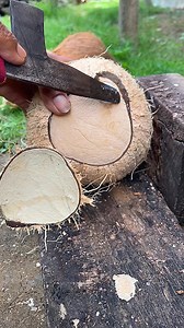 Satisfying open white Coconut from the shell #coconut #satisfying | Handika Amiranto New