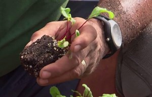Can beets be transplanted? - Gardening Channel