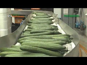 Primary Processing Local Vegetables.