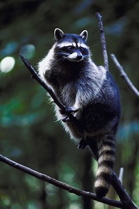 How to Keep Raccoons out of a Fruit Tree