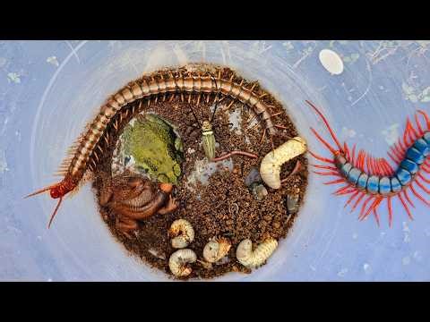 Catch exotic animals, giant centipede,spider,larvae,frog and milipede