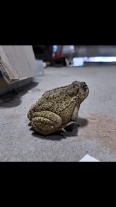 40K views · 725 reactions | Measuring a handrail job with @speedtemplate_ Software #westweld #fabrication #lidarscanner #laserscanner #welding | West Weld | Facebook