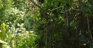 Flying snakes? Here’s how they can glide through the air