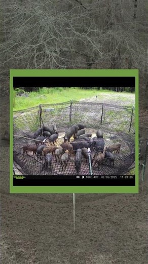 First Catch. 32 Pigs. One Trap.