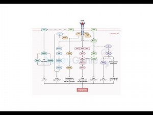 VEGF-A VEGFR-2 Signaling Decoding the Blueprint of Angiogenesis for Therapeutic Insights