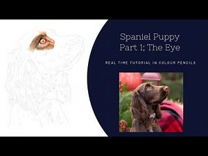 How to Draw a Realistic Spaniel in Colour Pencils | Real Time Tutorial | Part 1; The Eye