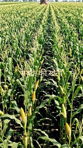 मक्के की खेती से कमाई 😱 | बुआई से कटाई तक पूरा प्रोसेस 💰
