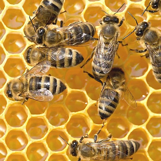 How to Encourage Bees to Build Comb Faster- Carolina Honeybees