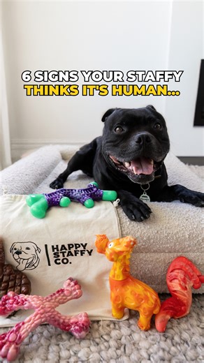 531K views · 10K reactions | Does anyone else’s dog think their human? 藍 . . . . . . . . . #dog #staffy #staffordshirebullterrier #doglife #staffylife #furbaby #moments | Happy Staffy Co. | Facebook