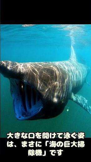 【深海生物】なぜ潰れない？水深8000mで生きるクサウオと、赤いのに姿を消すユメカサゴの戦略 #youtube#生き物#深海#雑学
