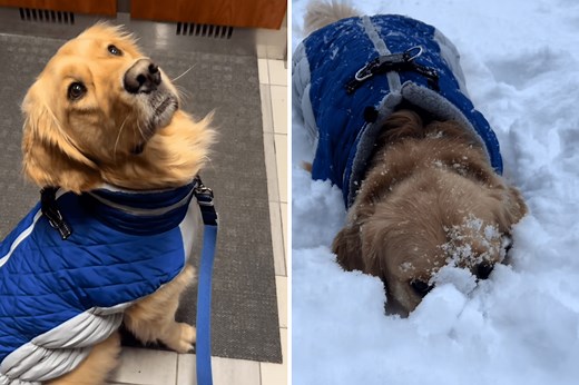 Does Your Dog Love the Snow? Expert Says There Could Be a Key Reason Why