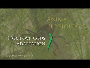 Lecture 24.2. Homeoviscous adaptation