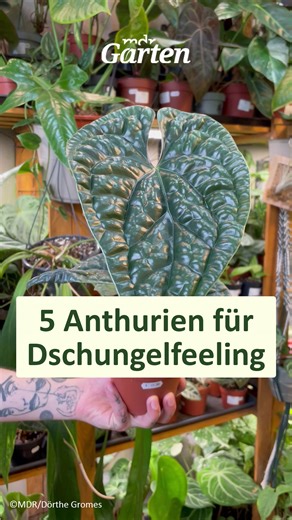 Liebst du Anthurien? 🌿Diese Zimmerpflanzen sind echte Hingucker - auch ohne Blüten! Wir stellen dir 5 besondere Arten mit imposanten und ganz unterschiedlichen Blättern vor. Pflegetipps: ✅ Standort: hell, aber ohne direkte Sonne ✅ Luftfeuchtigkeit: eher hoch ✅ Pflege-Tipp: regelmäßig besprühen, mäßig gießen, Staunässe vermeiden #Anthurien #ZimmerpflanzenLiebe #UrbanJungle | MDR Garten