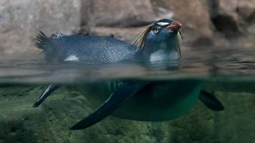 Montreal Biodôme set to reopen after two years of renovations
