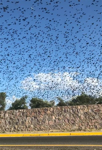 Birds fly in different directions #carretera #birds #imaginedragons