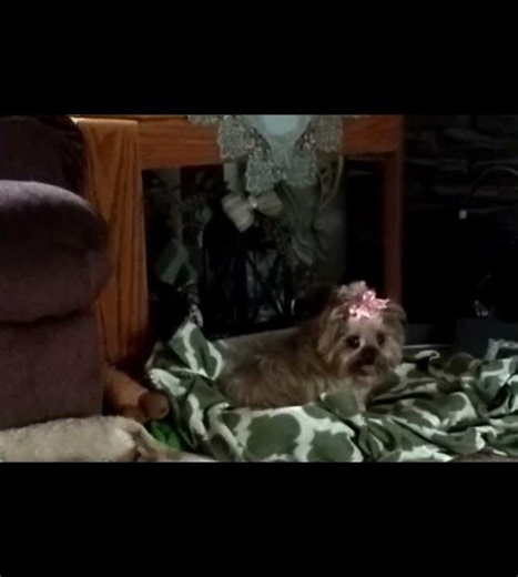 Pansy Refuses To Say She Loves Me-Pansy & Blossom - Energetic Talking Yorkie! #funnydog #yorkie #dog